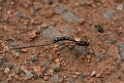 David Plant Photography - Wildlife Photography - Sabre Wasp, Rhyssa persuasoria - B